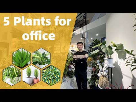 辦公室小植物|辦公室植物養護全攻略